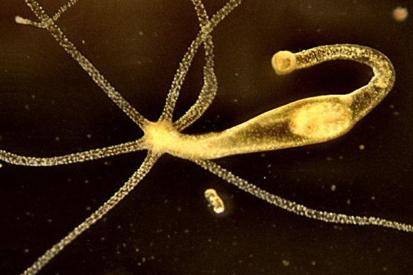 Ошибка на кракене