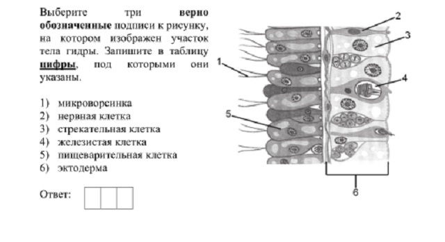 Kraken12 at сайт